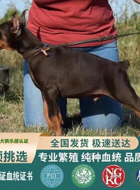 十年老店正规犬舍纯种杜宾犬
