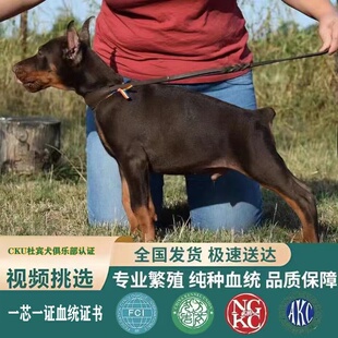 杜宾幼犬双血统美系杜宾纯种德系赛级护卫犬猎犬迷你杜宾犬宠物狗