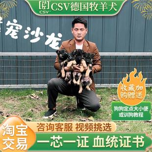 纯种德牧幼犬赛级德国牧羊犬活体弓背黑背狼狗警犬大型犬宠物狗狗