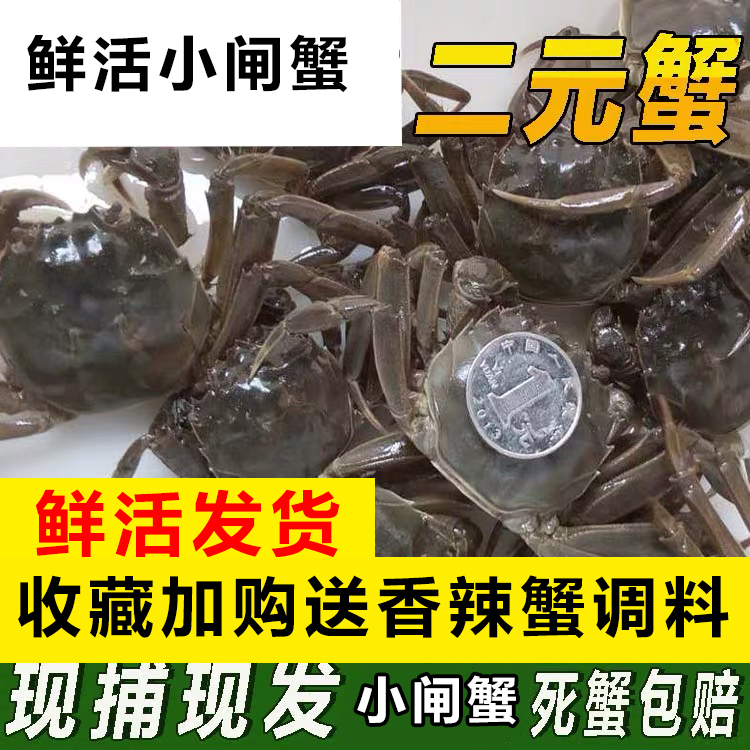 活蟹全母30只送10只鲜活满黄小闸蟹小螃蟹河蟹稻田蟹江苏水产包邮-封面