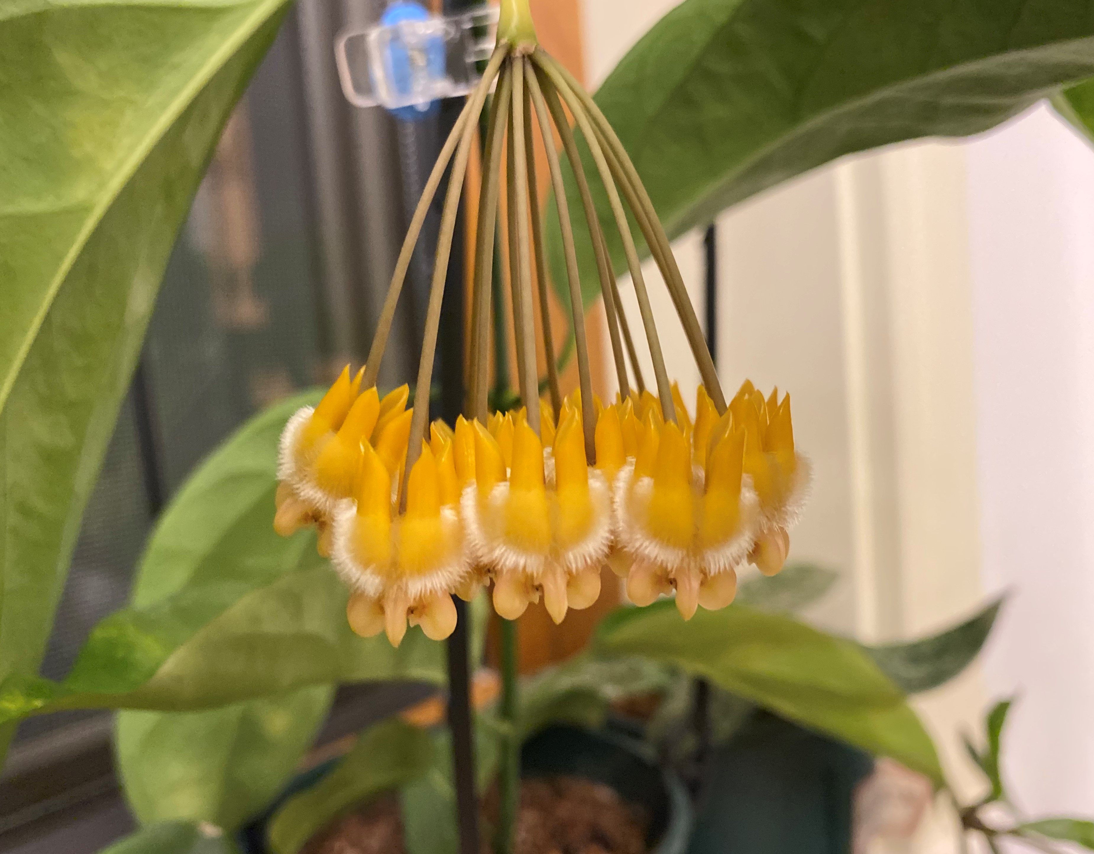 棉毛球兰(hoya lasiantha)(薄叶运输易损)