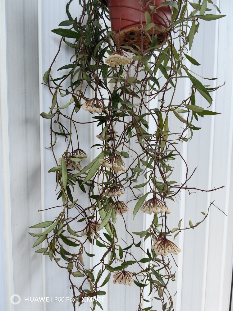 斑叶柯蓝球兰  Hoya mirabilis/h.somadeeae small leaf splash