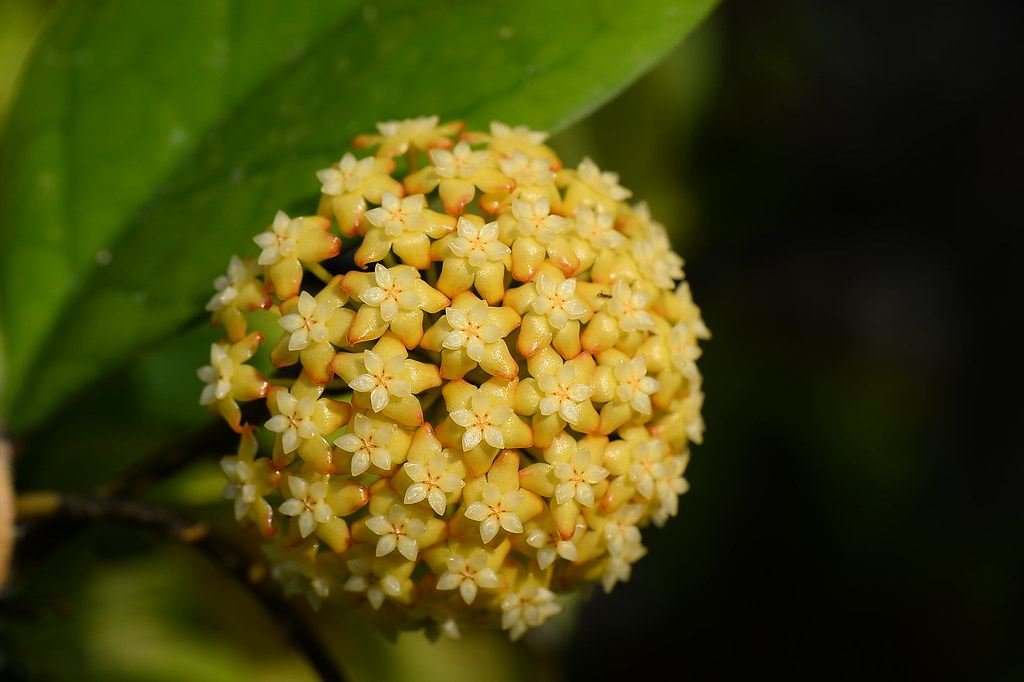 紫霞仙子球兰  hoya viola
