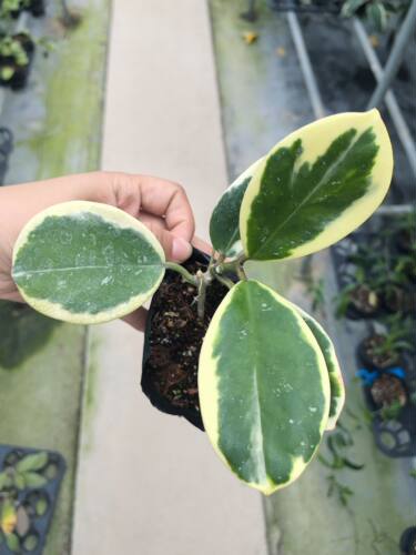 镜叶外锦（Hoya obovata  albomarginata ）