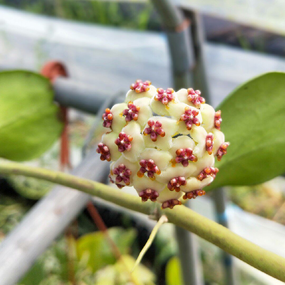 心叶球兰 ,外锦,内锦球兰