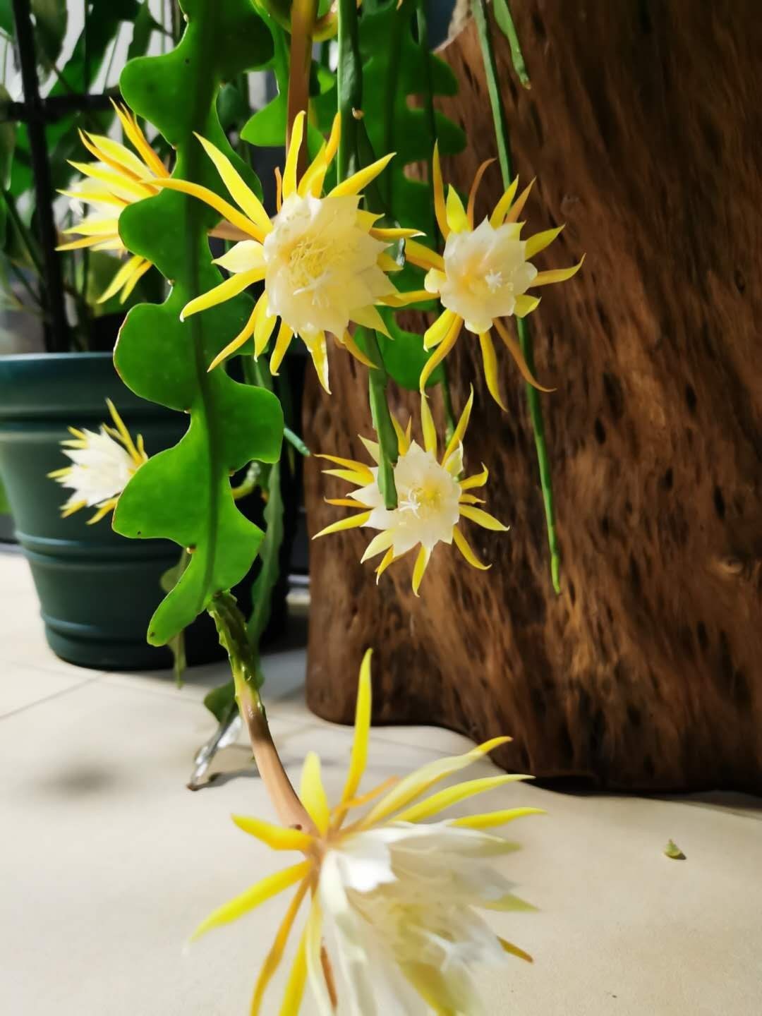 孔雀昙花的图片,昙花图片(第2页)_大山谷图库