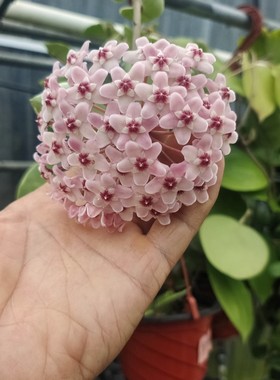 雪球外锦球兰 Hoya carnosa cv. snowball albomarginata