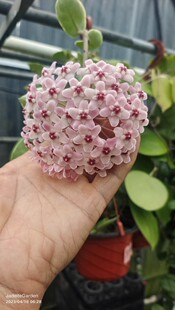 雪球外锦球兰 Hoya carnosa cv. snowball albomarginata