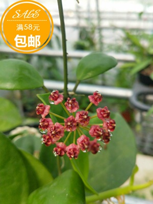 卢卡hoya垂吊型球兰