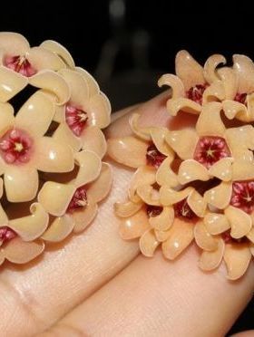 瓷花球兰（Hoya cutis-porcelana）