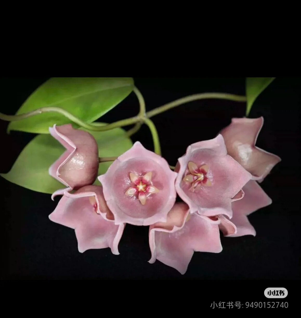 德沃（少女）球兰