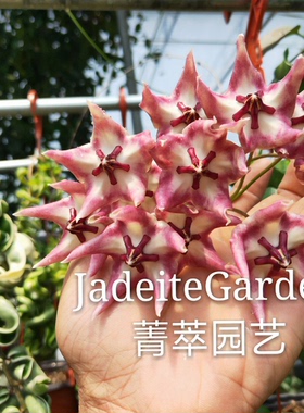 爬藤植物 大花型 凯姆球兰（Hoya cv. kaimuki）