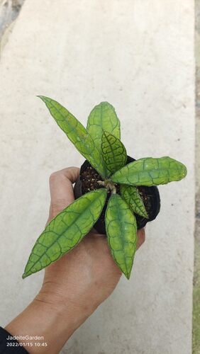 Hoya finlaysonii ssp. long leaf 费赖迅球兰狭长叶