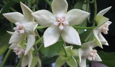 耐阴帝王白花hoyassp.white球兰