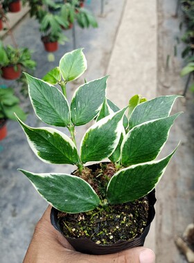Hoya polyneura albomarginata  鱼尾外锦球兰 多脉外锦球兰