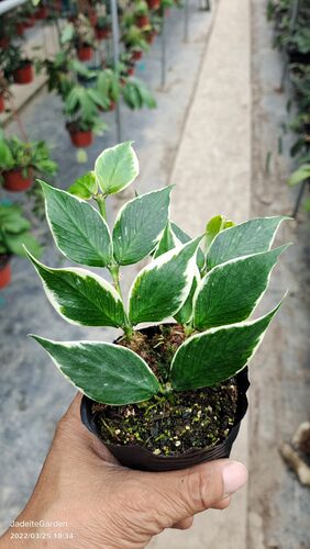 jadeitegarden球兰爬藤植物