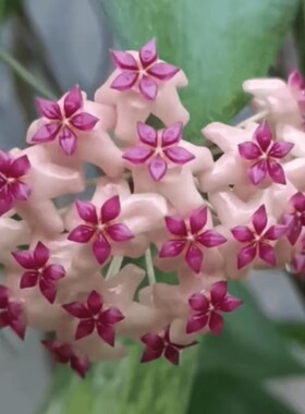 红颜球兰 Hoya surigao del sur