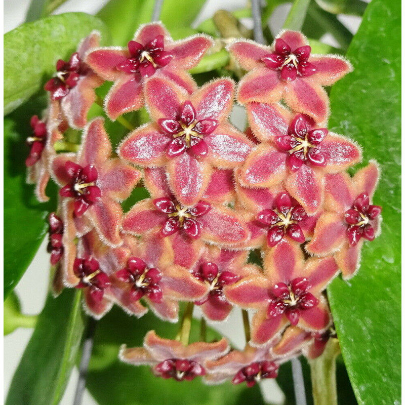 Hoya lamingtoniae/Hoya sp.PNG-4 新几内亚球兰