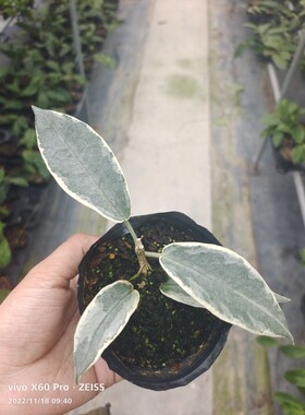 铃铛外锦Hoya archboldiana albomarginata