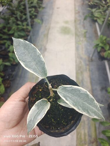 铃铛球兰室内菁萃园艺春秋