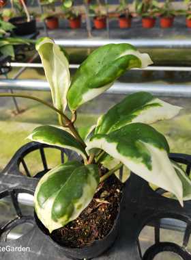 厚冠外锦Hoya incrassata albomarginata 