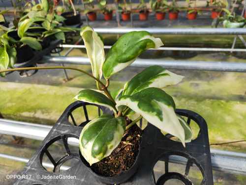 厚冠外锦Hoya incrassata albomarginata 
