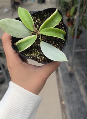 盐境外锦（Hoya halophila  albomarginata （jad031））
