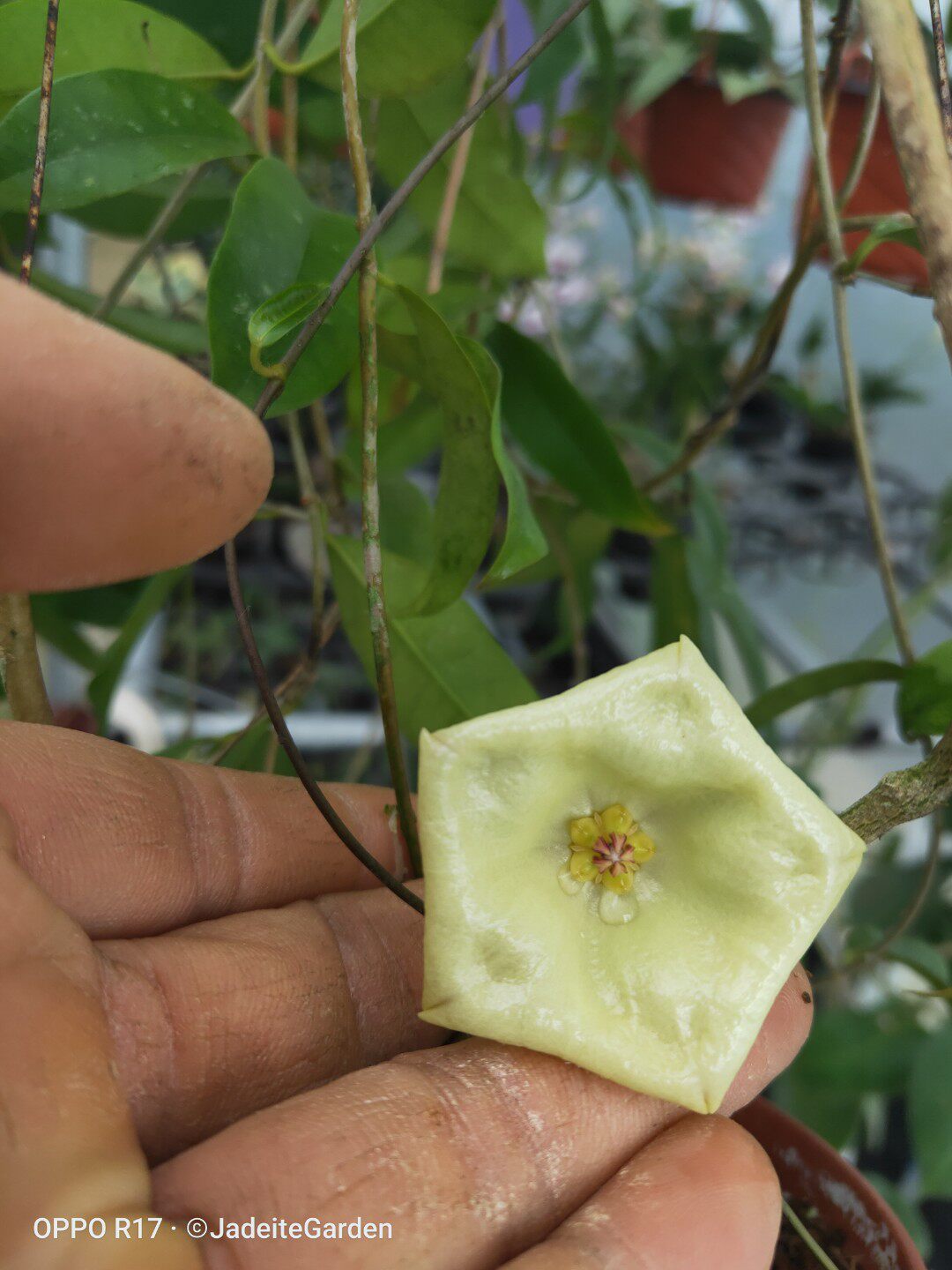 hoya mappigera  纸巾球兰