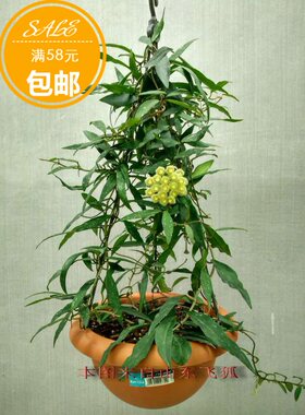 柯蓝大叶hoyakawlanbig球兰