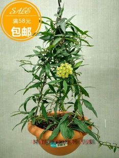 big leaf kawlan 柯蓝大叶球兰Hoya