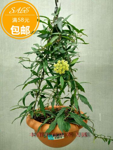 柯蓝大叶hoyakawlanbig球兰