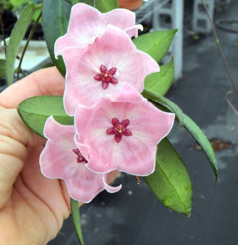 粉碗球兰粉色碗花萝藦科（Hoya patella ssp.pink）（运输易损）