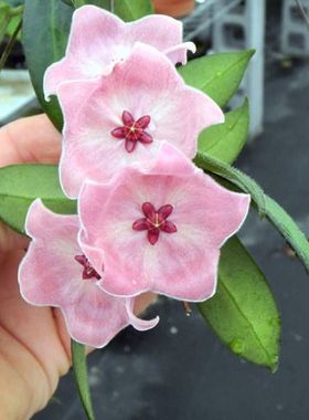粉碗球兰粉色碗花萝藦科（Hoya patella ssp.pink）（运输易损）