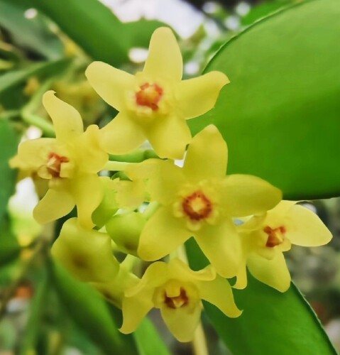 缅甸球兰Hoya burmanica