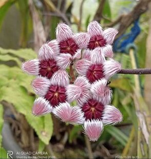 hoya sulawesiana  苏拉威西球兰
