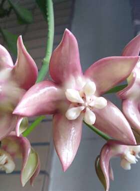 基地直销 耐阴耐热精品粉花帝王（Hoya imperialis palawan）