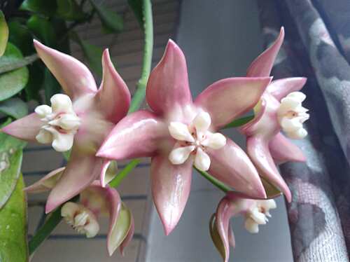 基地直销 耐阴耐热精品粉花帝王（Hoya imperialis palawan）