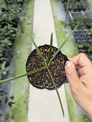 刺球兰（Hoya acicularis）