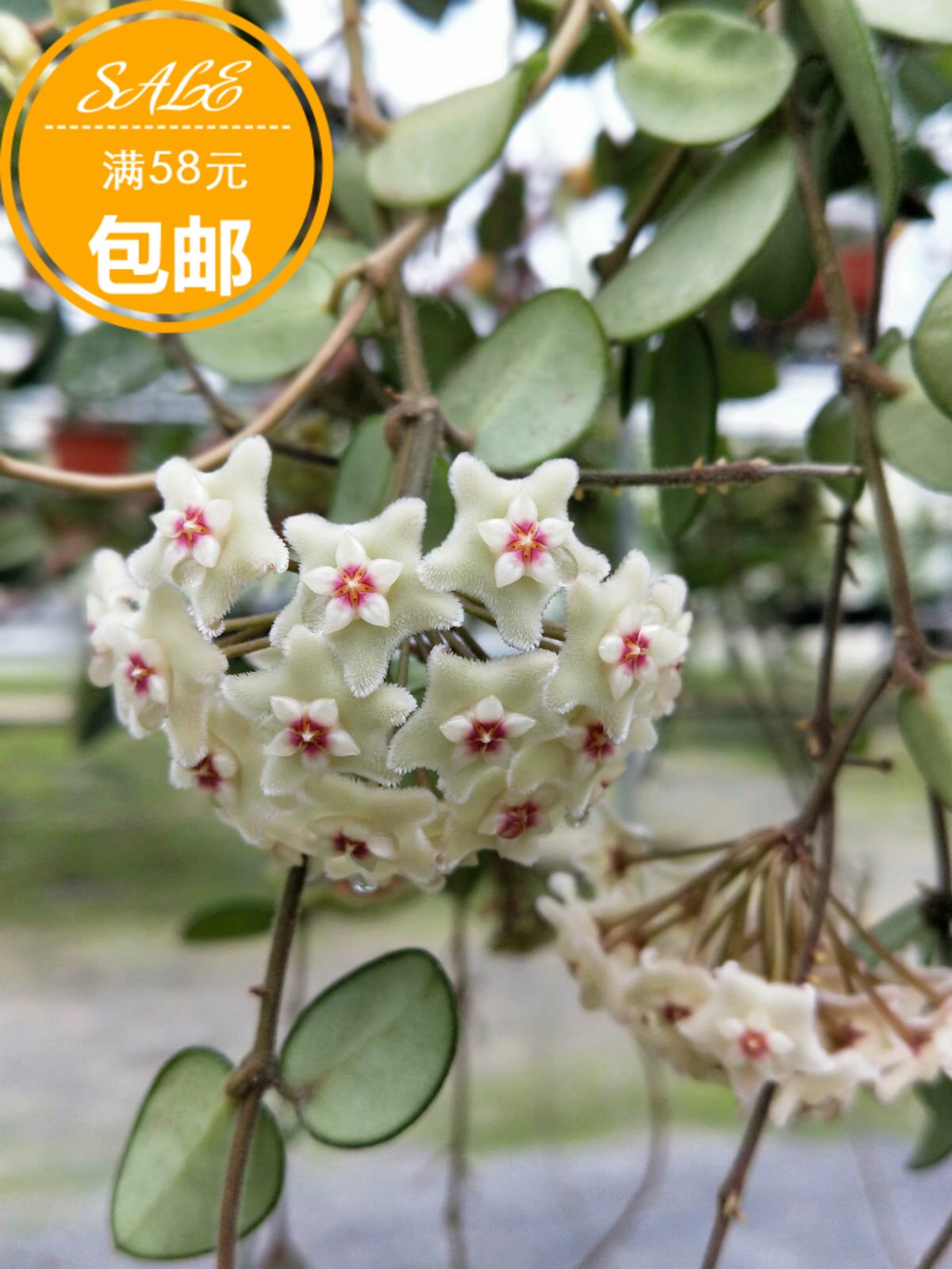 杂交匍匐球兰大盆包邮