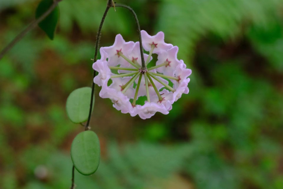 hoya  Spectatissima 壮观球兰