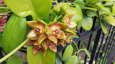 爱雷尔球兰小苗（Hoya ariadna）