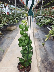 Dancer Latin 球兰 拉丁舞 菁萃园艺自育品种 jad034 hoya