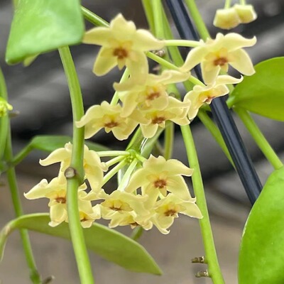 二翼球兰花苗 Hoya diptera