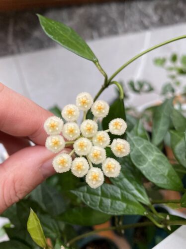 裂瓣长叶（Hoya lacunosa ssp. long leaf）