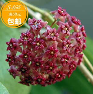 紫花球兰小苗 purpureo fusca Hoya