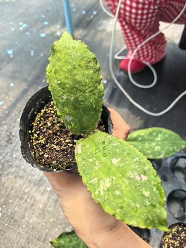 婆罗洲波状叶球兰Hoya Undulata Sp Borneo