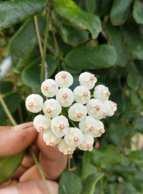 耐热花卉小方叶球兰香味好（Hoya rotundiflora（square leaf））