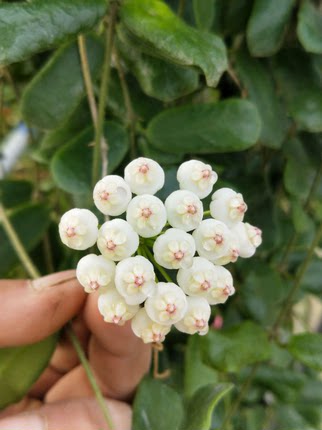 耐热花卉小方叶球兰香味好（Hoya rotundiflora（square leaf））