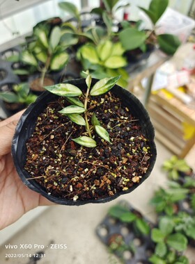长叶裂瓣内锦球兰（天涯球兰）Hoya lacunosa variegata