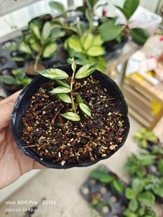 长叶裂瓣内锦球兰（天涯球兰）Hoya lacunosa variegata